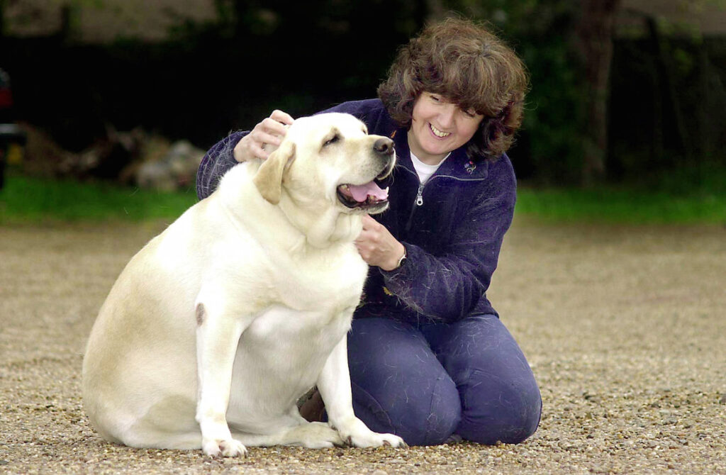 Cane grasso seduto con una donna