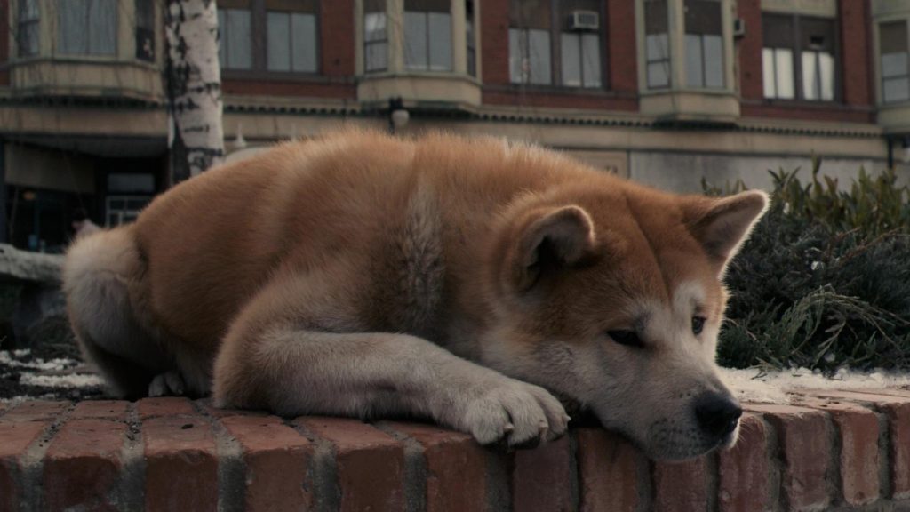 Cane hachiko