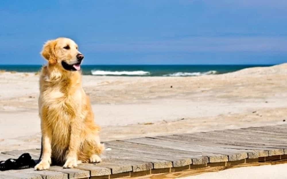 Cane in Spiaggia