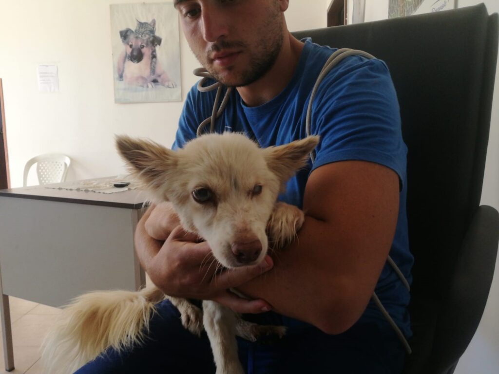 Cane in collo ad un ragazzo