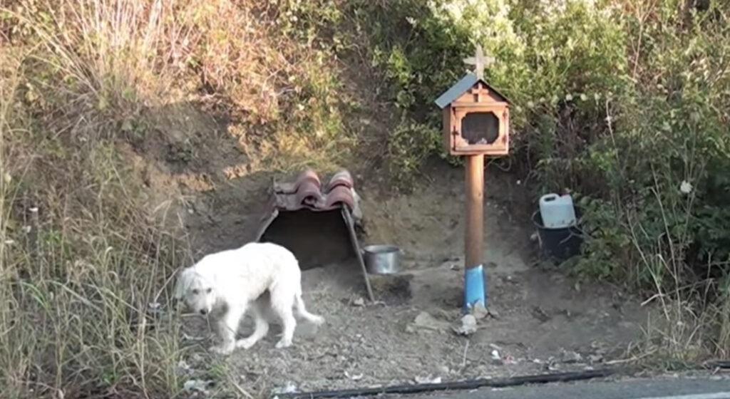 Cane in riva ad un fiume