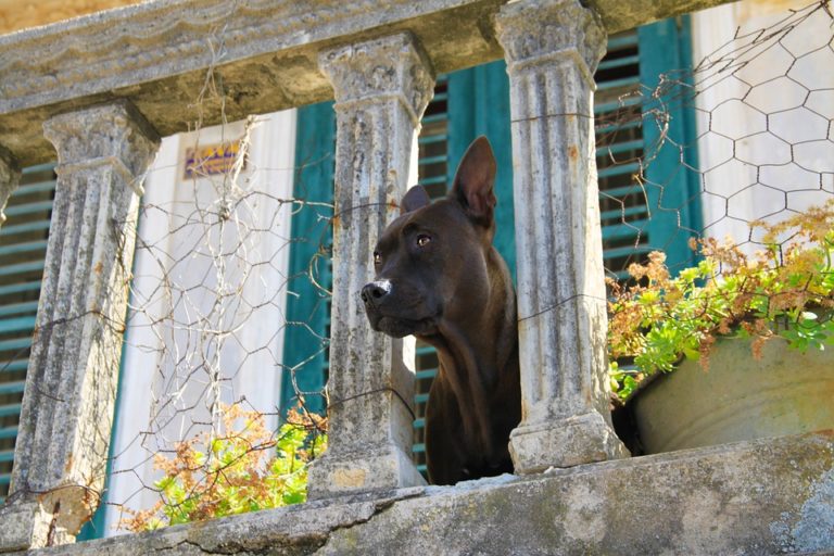 Cane in terrazza