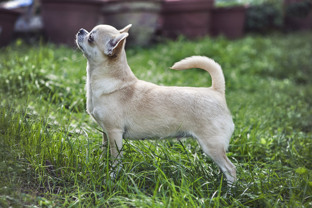 Cane in un prato