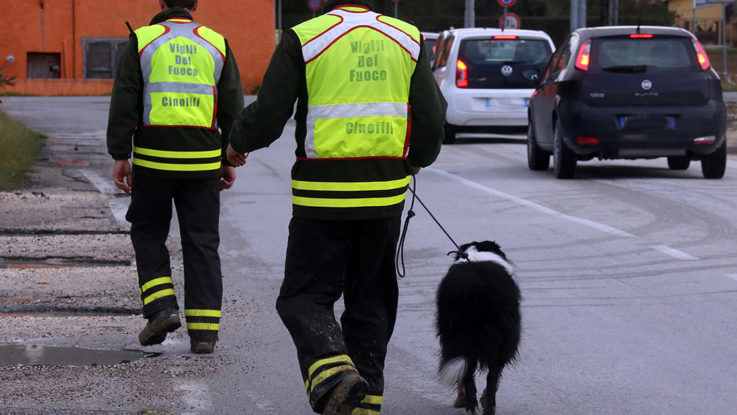 Cane insieme ai vigili del fuoco