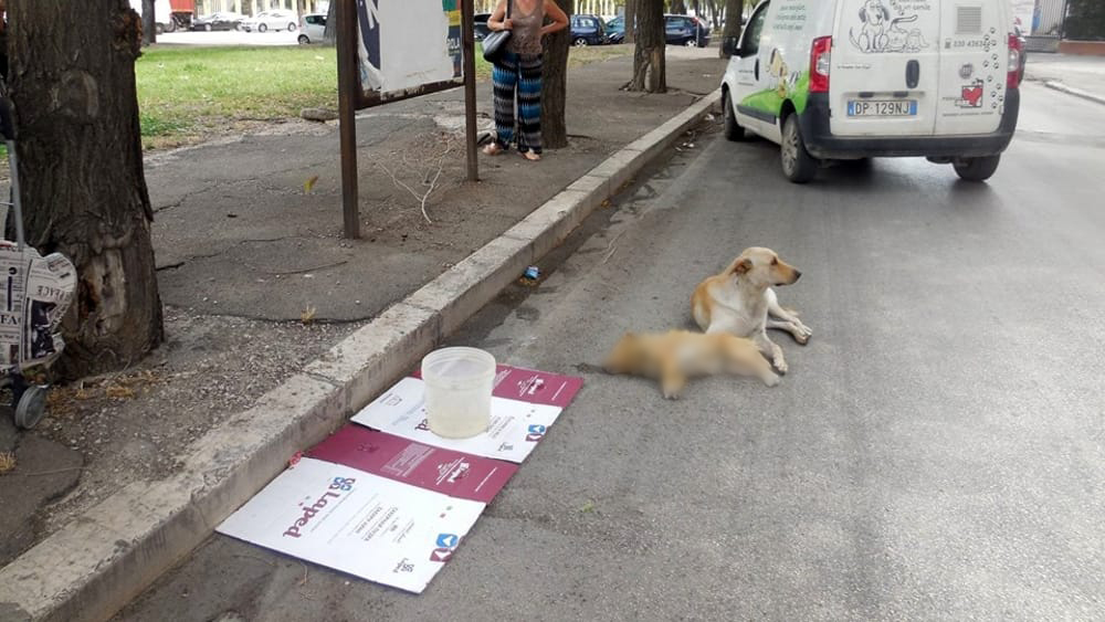 Cane investito con altro cane accanto