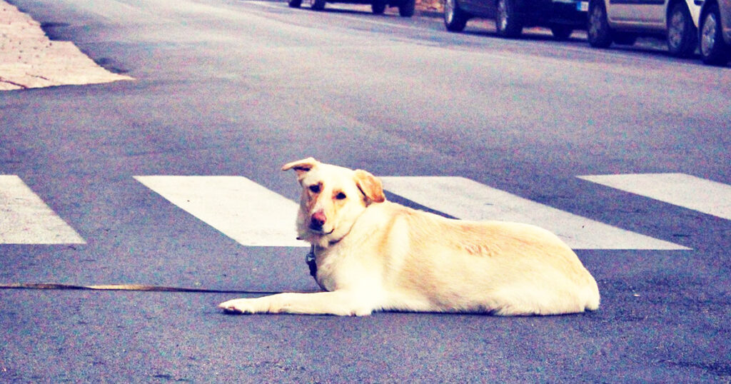 Cane lasciato in strada