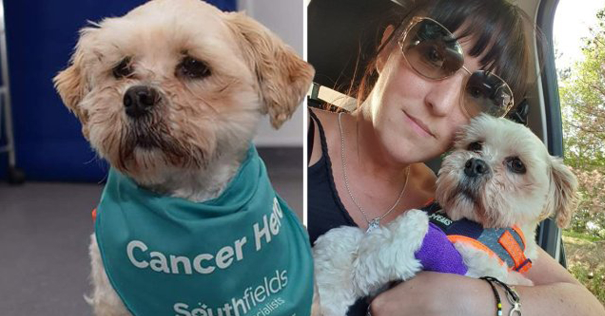 Barney, il cane malato che cerca disperatamente aiuto