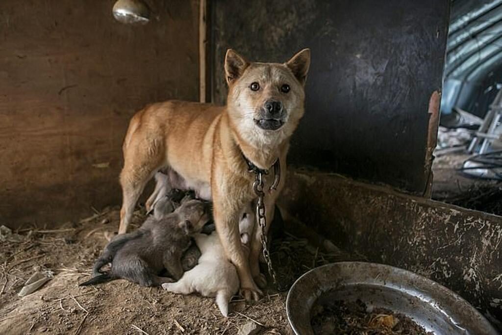 Cane maltrattato con dei cuccioli