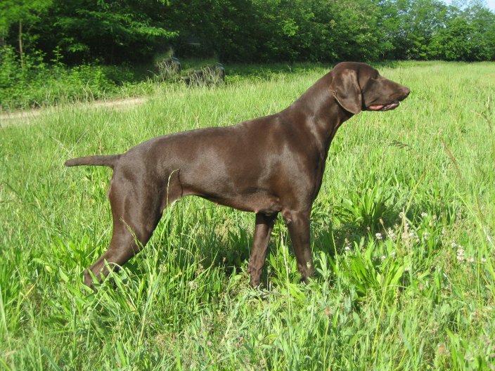 Cane marrone in un prato