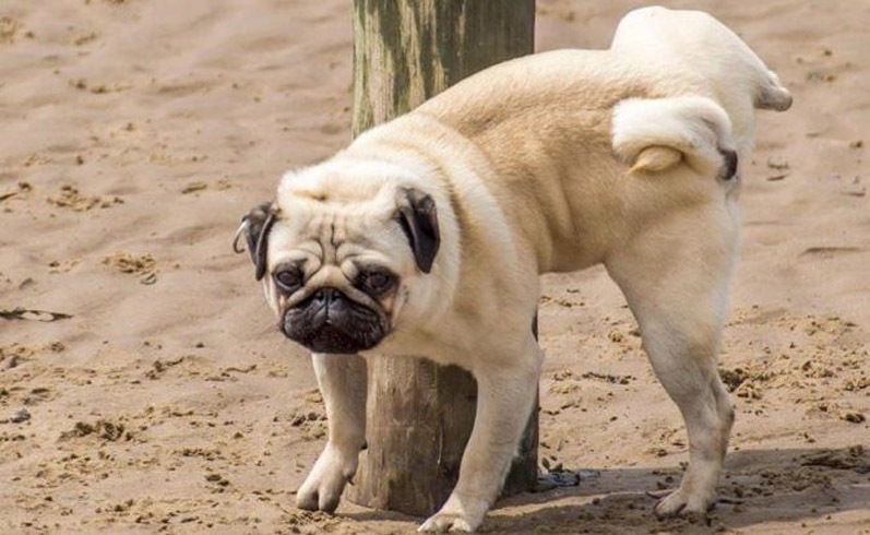 Cane maschio che fa pipì