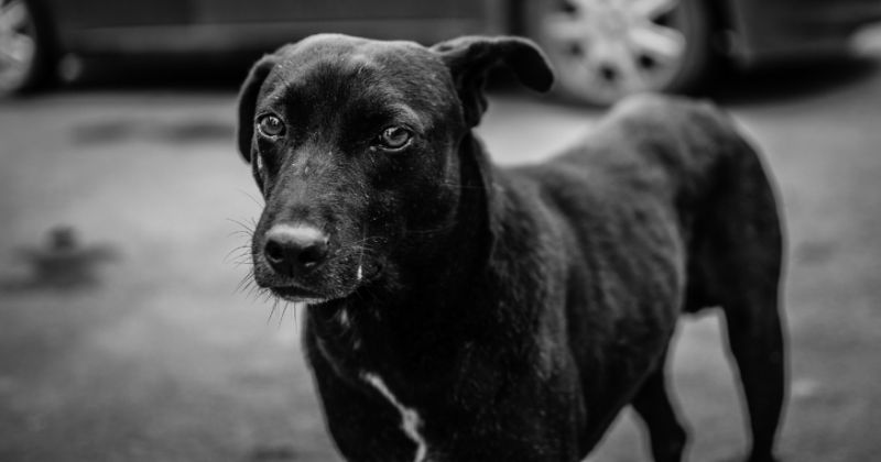 Cane nero che guarda