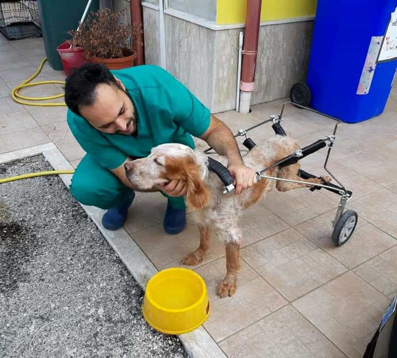 Cane paralizzato con carrellino