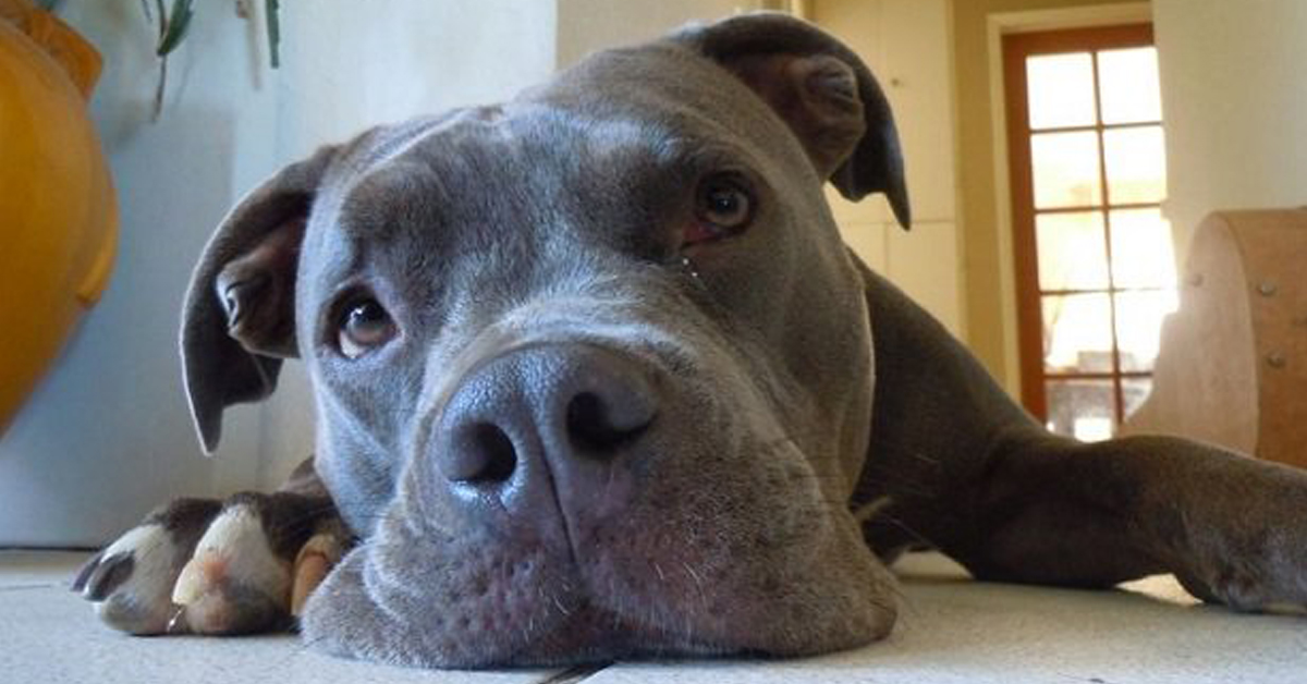 Cucciolo di Pitbull obbligato a trascinare un mattone: deve farsi i muscoli