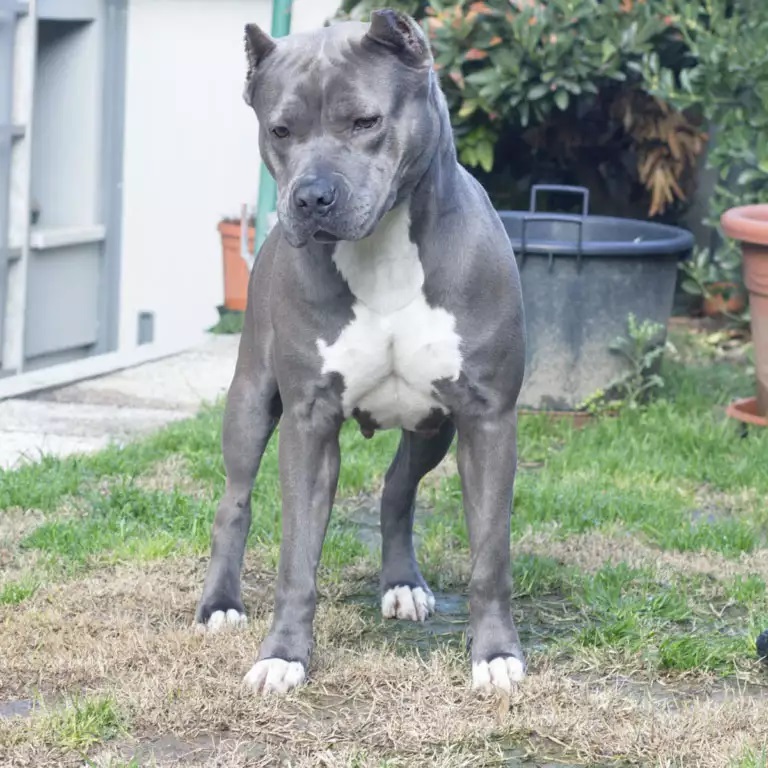 Cane pitbull
