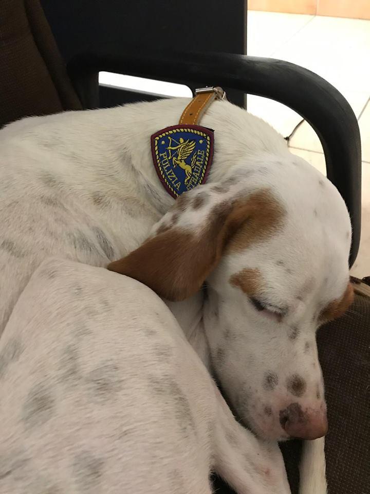 Cane poliziotto che dorme