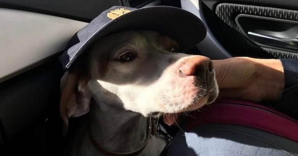 Pina: da cane abbandonato a cane poliziotto