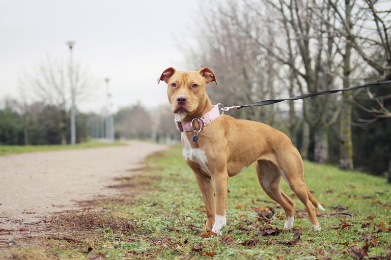 Cane ptbull al guinzaglio