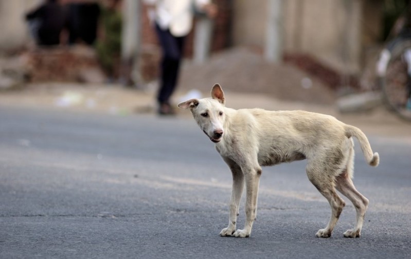 Cane randagio che cammina