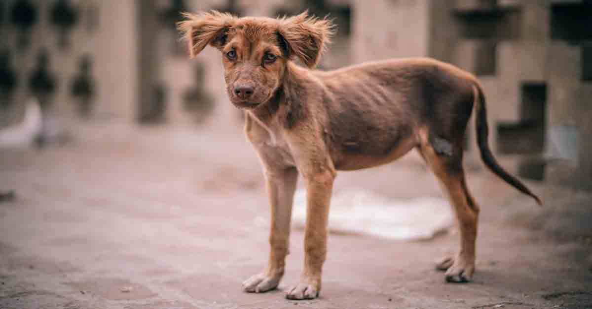 La Spezia: cane travolto da auto in fuga, i soccorsi non arrivano in tempo