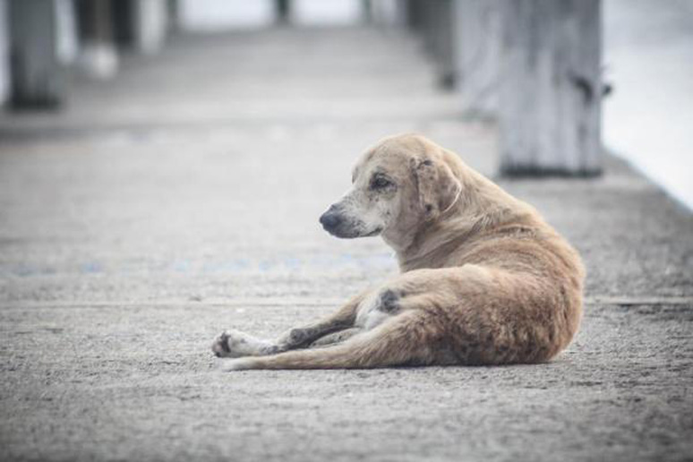 Cane randagio per la strada