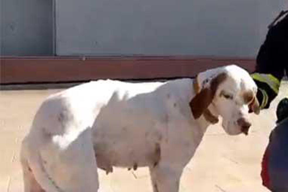 Cane recuperato da maltrattamento