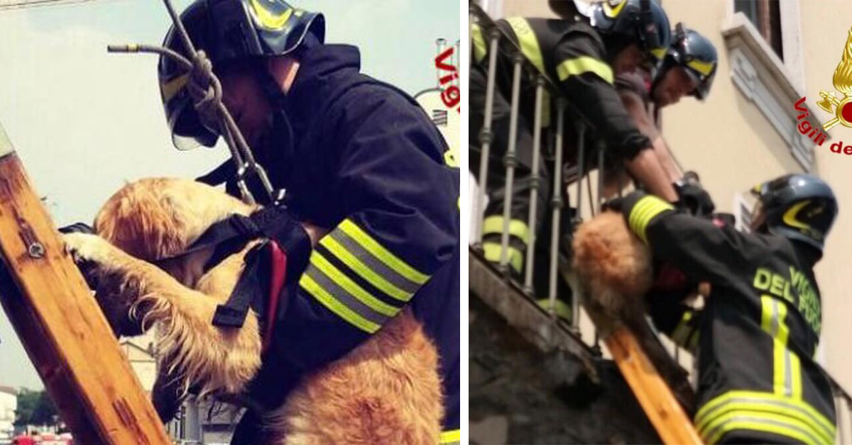 Milano, cane lasciato sul balcone sotto il sole: salvato dai Vigili del Fuoco