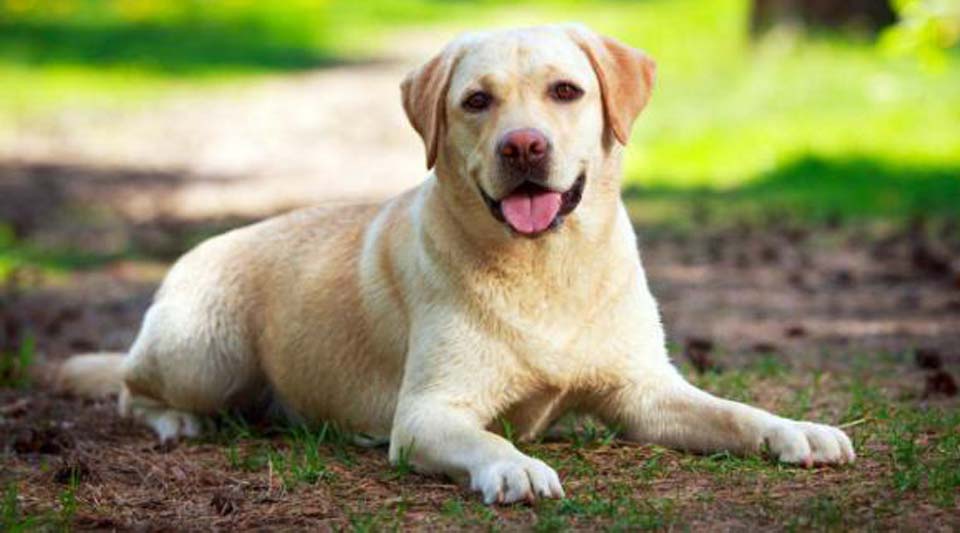 Cane sdraiato in un prato