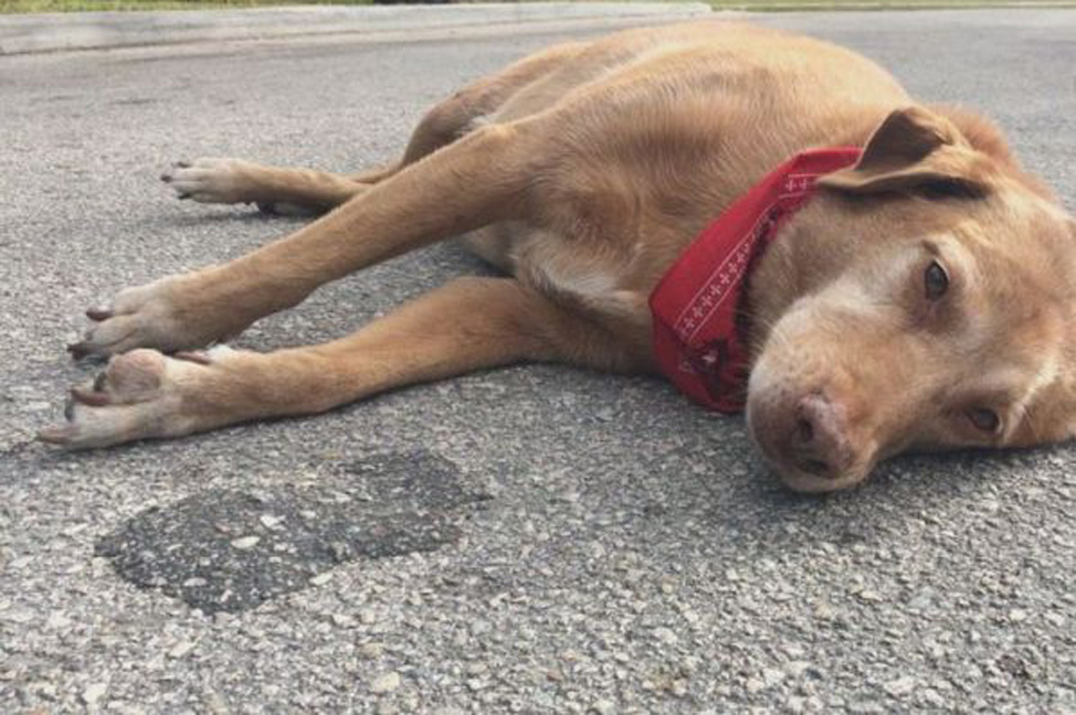 Cane sdraiato per la strada