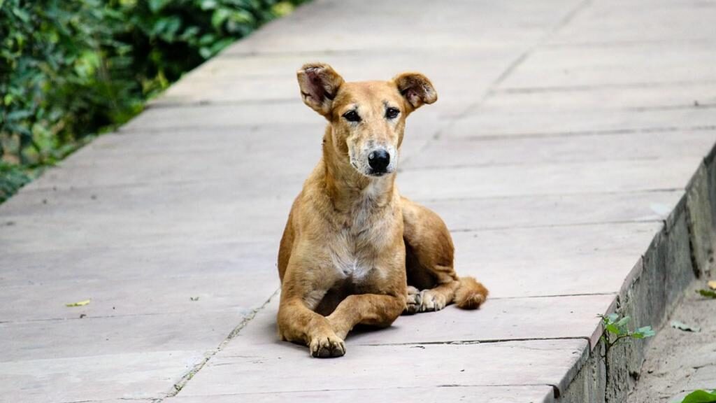 Cane sdraiato su un marciapiede