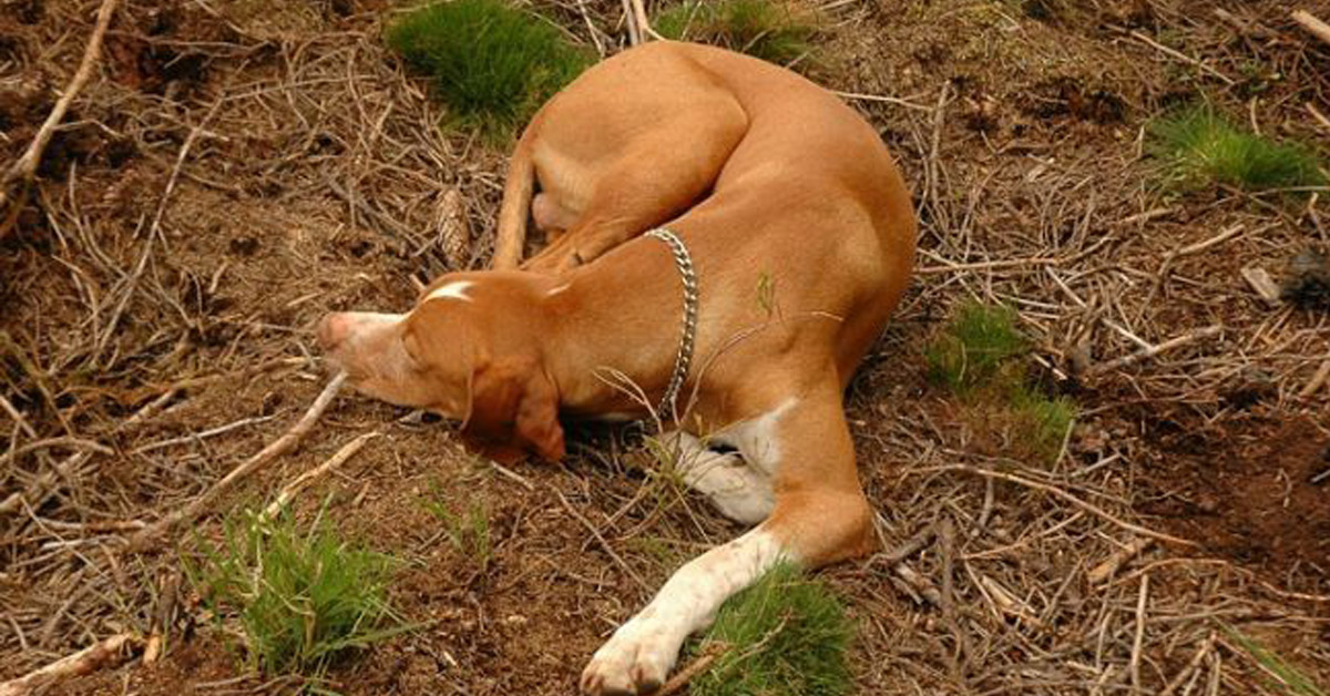 Fragolina, il cane abbandonato 4 volte che si è lasciato andare