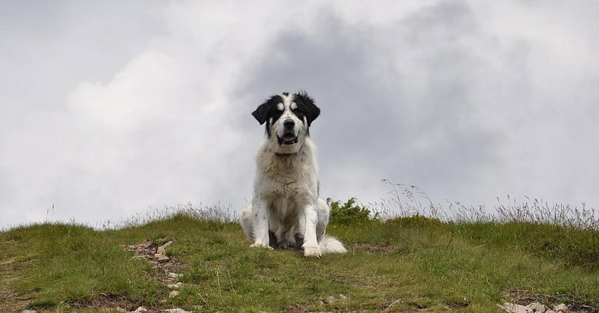 Poldo, il cane che ha lanciato l’allarme per il suo padrone caduto in un dirupo