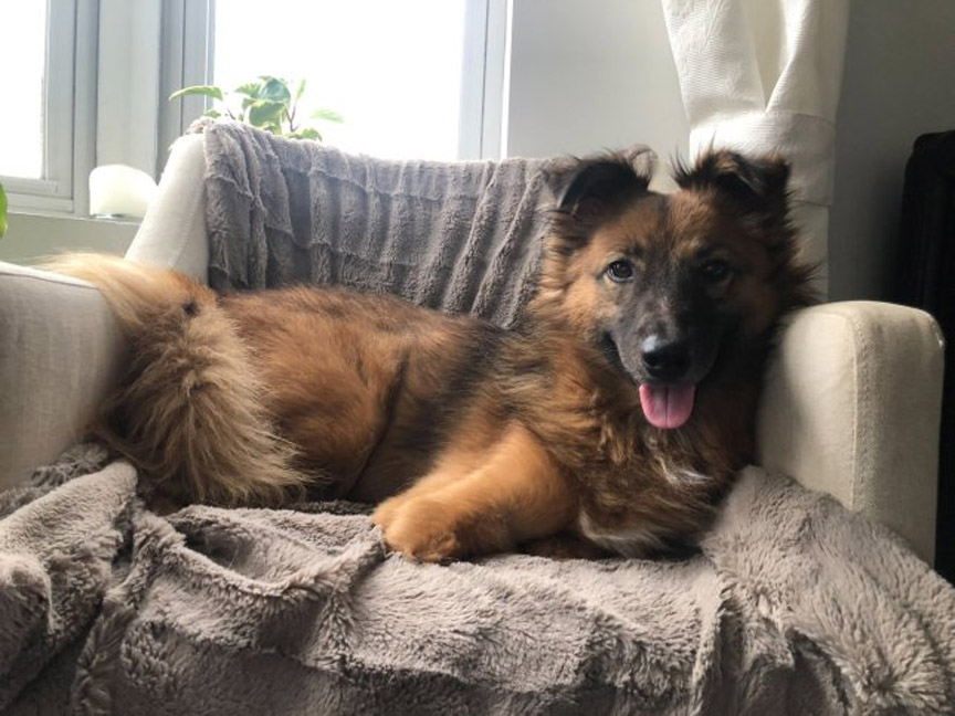 Cane senza zampe su un divano