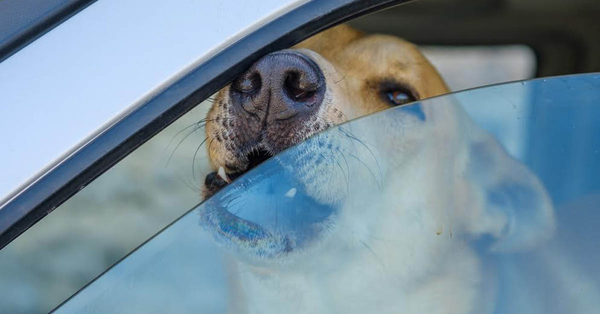 Solaro: cane rinchiuso dentro un’auto sotto il sole salvato dai Vigili