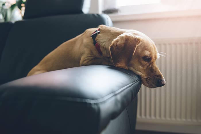 Cane su una poltrona