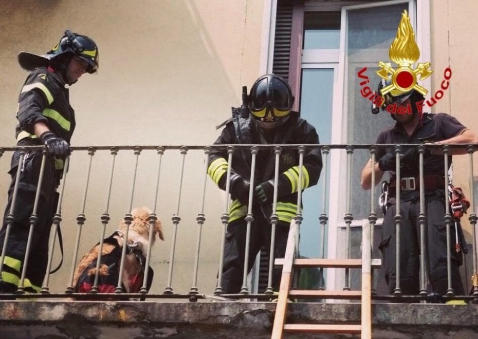 Cane sul balcone salvato dai Vigili del Fuoco