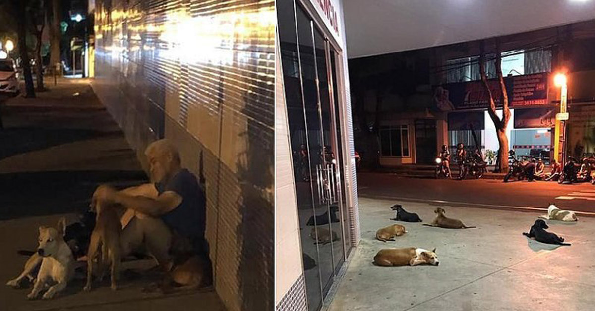 I cani di un senzatetto che hanno atteso il loro proprietario fuori dall’ospedale