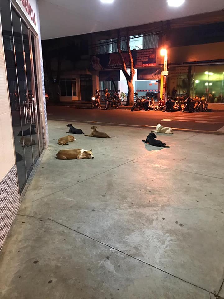 Cani che aspettano il proprietario