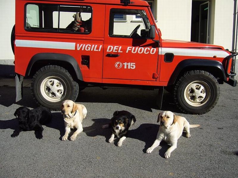 Cani che fanno i vigili del fuoco