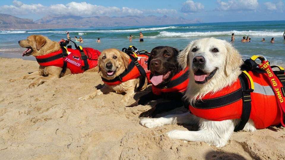 Cani da salvataggio sdraiati in riva al mare