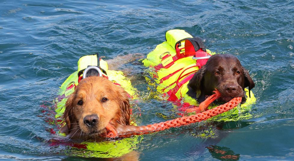 Cani da soccorso in acqua