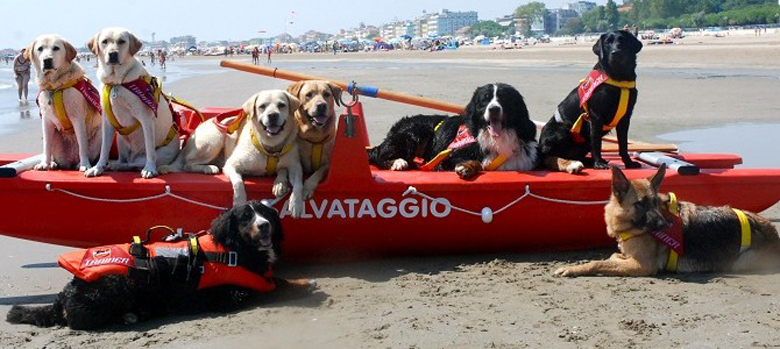 Cani da soccorso in spiaggia