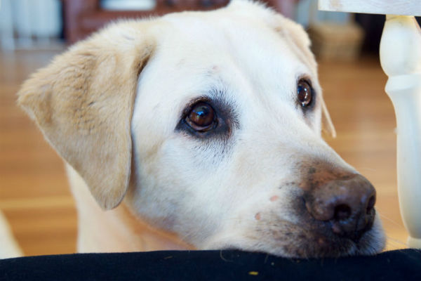 cane di grossa taglia