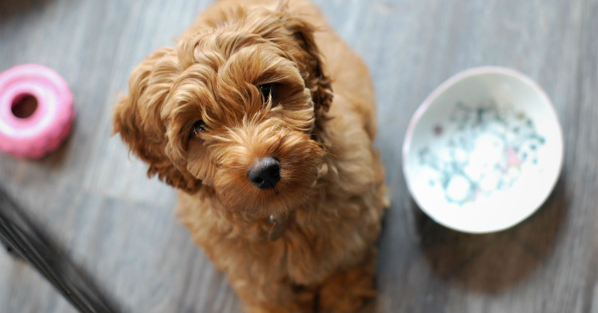 Cani e carne macinata: quando e se possono mangiarla