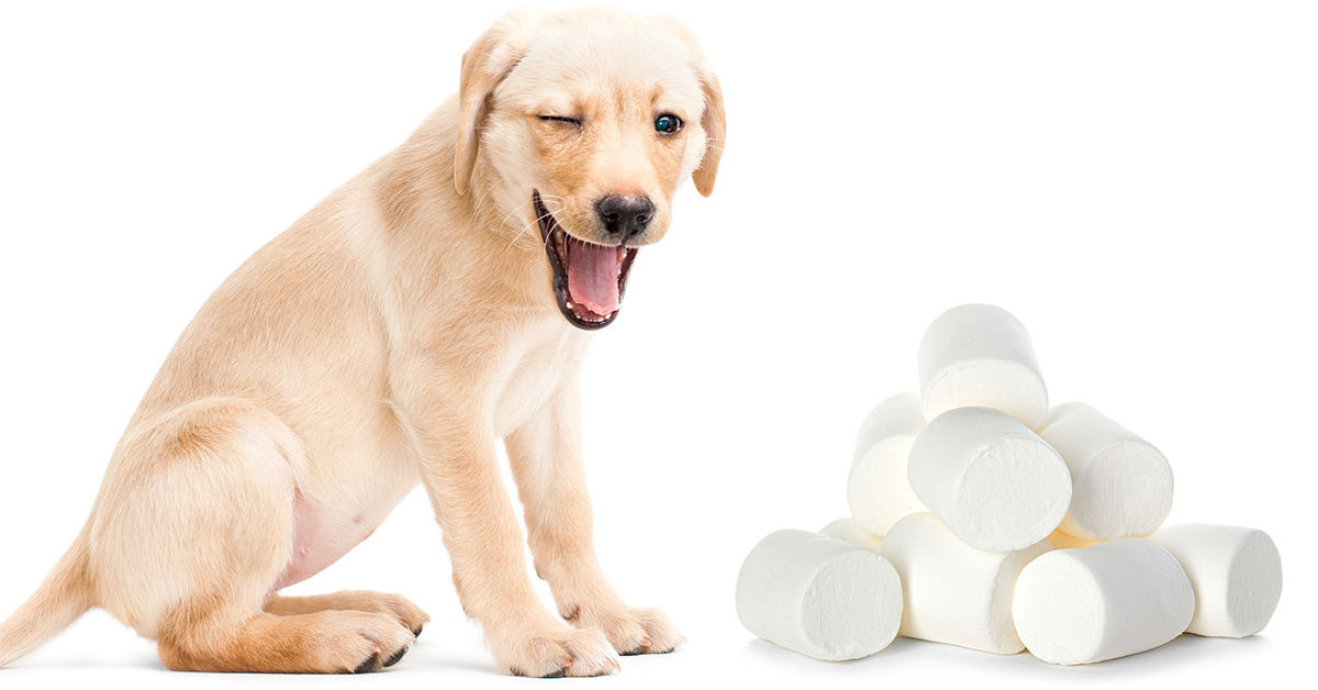 Cani e marshmallow: li possono mangiare? Sono pericolosi?