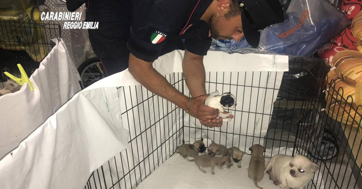 Reggio Emilia: traffico di cani scoperto e fermato dai Carabinieri