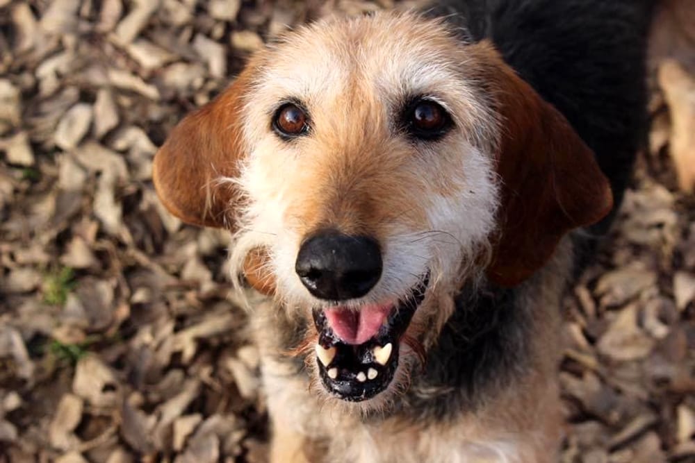 Cane anziano che osserva