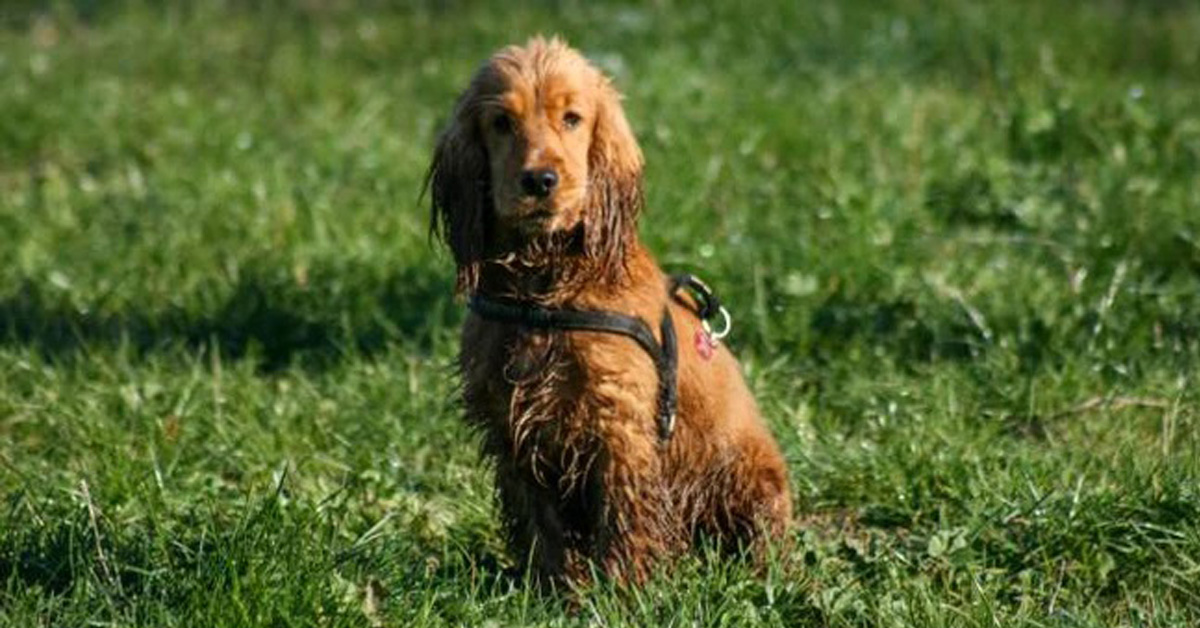 Bologna: cane malato lasciato a casa dal proprietario che va in ferie