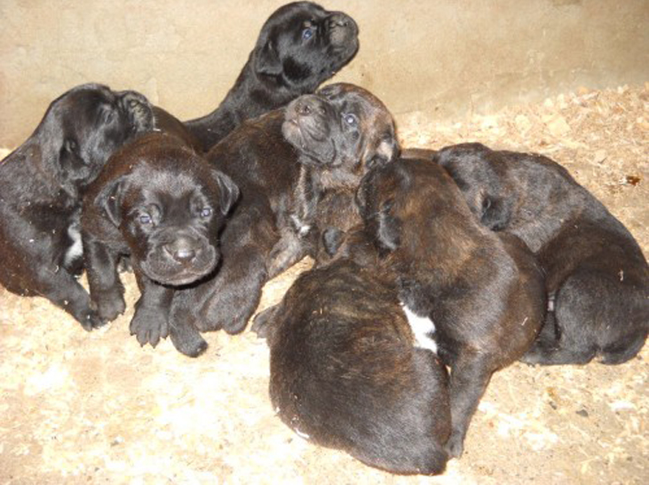 Cuccioli di cane Corso