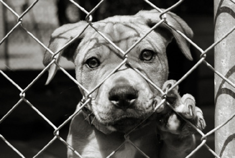 Cuccioli di cane dietro la rete di una gabbia