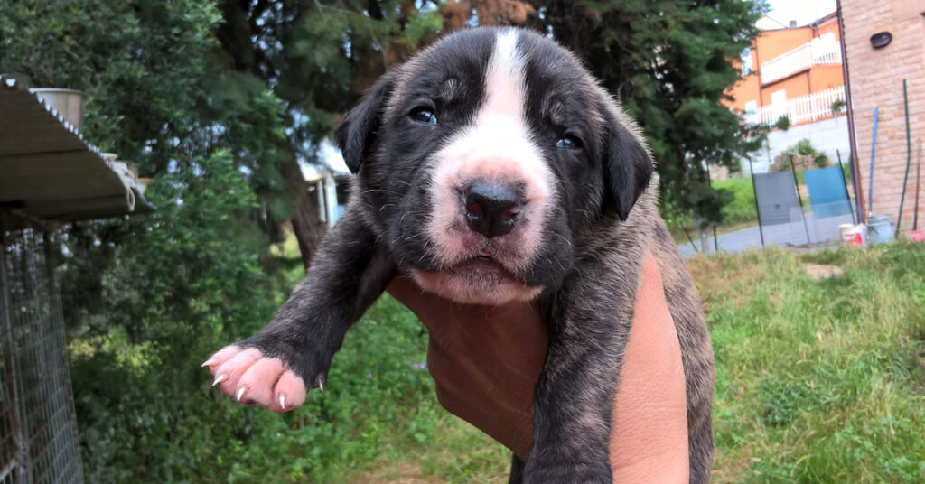 Cucciolo di cane Corso